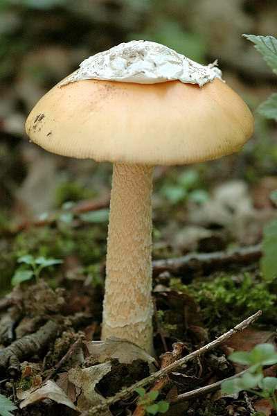 Descriere Amanita, tipuri și fotografii