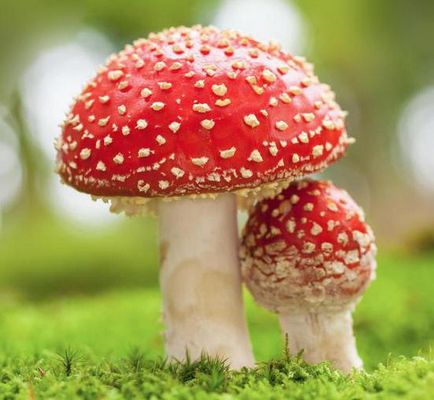 Descriere Amanita, tipuri și fotografii