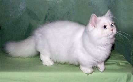 Napoleon fotografie Napoleon pisici pitice, istorie de reproducție rasa persană aspect Munchkin