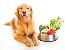 remedii populare pentru tratarea viermilor intestinali la câini la domiciliu