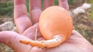 Primăvara extrem de rece 2017 (2017) primăvară Neobișnuit rece 2017