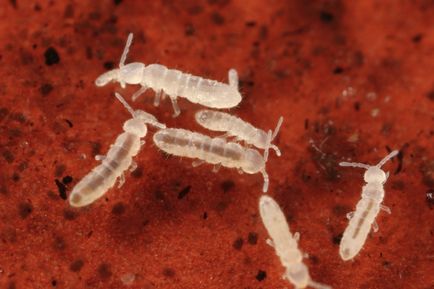 Springtails și subnivele în culorile cameră ca lupta