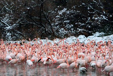 flamingo roz - a opta minune a lumii