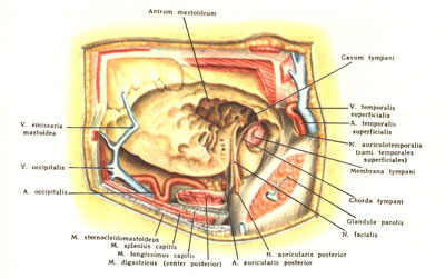 Regiunea mastoid - știința medicală