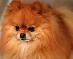 Privire de ansamblu asupra Rase de caini caracteristici standard ale Pomeranian conținutul și fotografii