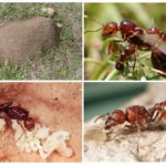furnicile de foc sunt de culoare roșie - fotografie și descriere