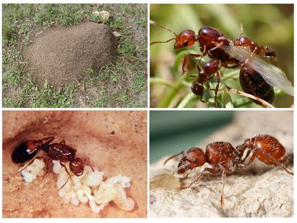 furnicile de foc sunt de culoare roșie - fotografie și descriere