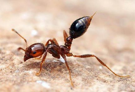 Foc descriere furnici și fotografii