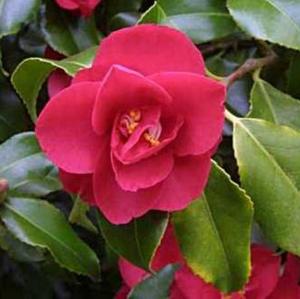 Despre Camellia, caracteristici de cultivare, de plantare și îngrijire - sfaturi utile