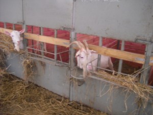 capre lambing - îngrijire după fătare, ferma de origine