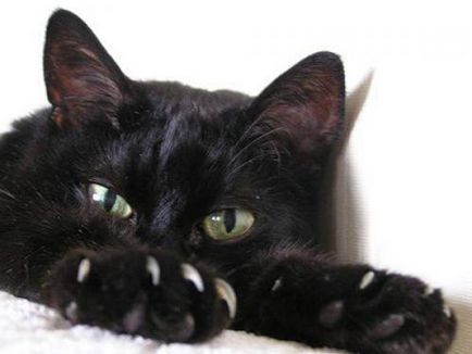 Culoarea și caracterul de pisici - pisica neagra