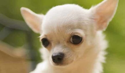 Descrierea și natura Chihuahua