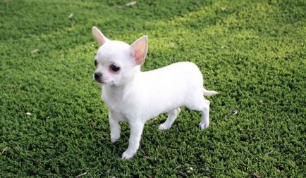 Descrierea și natura Chihuahua