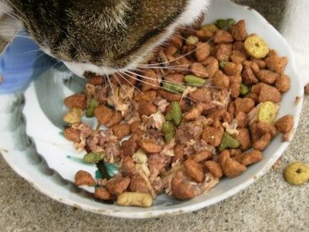 Descrieri de produse alimentare clase de pisici