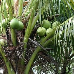 Cu privire la regulile de cultivare și reproducere de nucă de cocos, sfaturi și trucuri