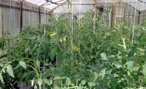 Fall alimentare de Phytophthora ce folosește și cum pentru a salva cultură, grădină, grădină de bucătărie infectată