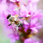 Viespi, albine, și mușcături lor, care le atrage, cum să te protejezi, ce să facă în cazul în care mușcat de o viespe sau albină