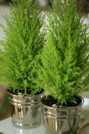 Bazele de creștere de interior chiparos, plantarea și îngrijirea plantelor (în interior) Bazele de creștere de interior chiparos, plantarea și îngrijirea plantelor