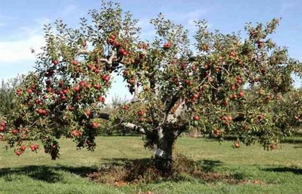 Caracteristici de fertilizare pomi fructiferi și arbuști în primăvară
