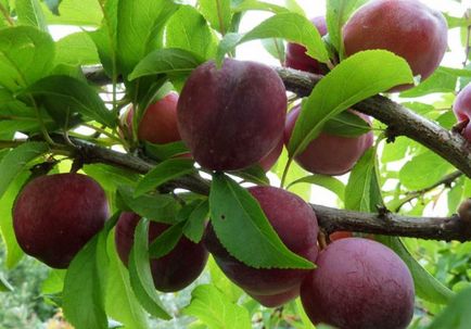 Caracteristici de fertilizare pomi fructiferi și arbuști în primăvară