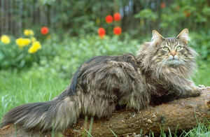 Caracteristici rase de pisici, similar cu un trap, îngrijirea lor și de hrănire