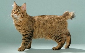 Caracteristici rase de pisici, similar cu un trap, îngrijirea lor și de hrănire