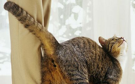 Caracteristici ale comportamentului pisicilor care au o explicație neobișnuită