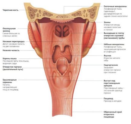 Caracteristici ale structurii descrierea limbajului, funcția, dezvoltare