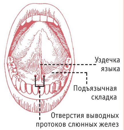 Caracteristici ale structurii descrierea limbajului, funcția, dezvoltare