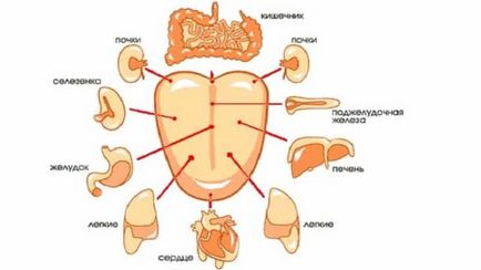 Caracteristici ale structurii descrierea limbajului, funcția, dezvoltare