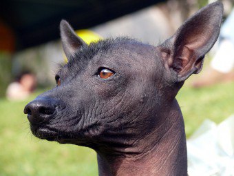 Caracteristici de îngrijire fără păr de câine chinez Crested gol Terrier-ul american, mexican și