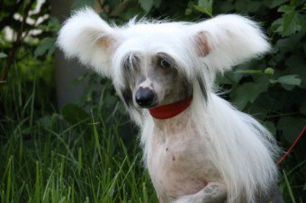 Caracteristici de îngrijire fără păr de câine chinez Crested gol Terrier-ul american, mexican și