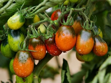 Caracteristici cultivarea de tomate negru Moor