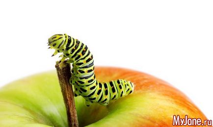 Cu grijă, omizile! Caterpillar, specii, metode de luptă, prevenirea (profilaxia) Cu grijă, omizile! Omizi, tipuri, modalități de combatere, prevenire