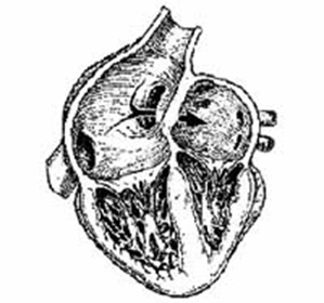 brevet foramen ovale în inima simptomelor pentru adulți și tratament - Enciclopedia medical