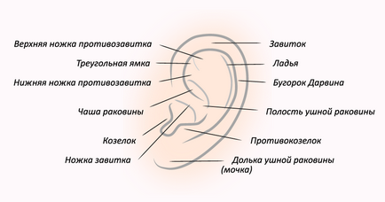 Otoplastia (urechi de plastic) - ce este, înainte și după fotografii, comentarii, pret