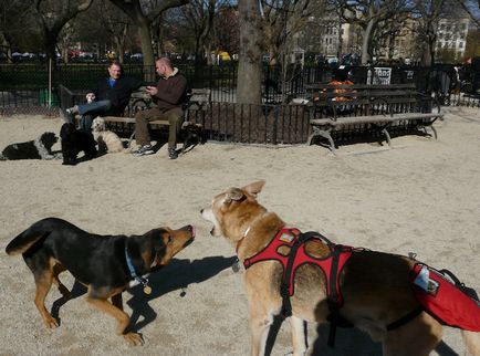 Sărbătorile în Statele Unite, cu un câine tot ce trebuie sa stiti despre turism si cazare in America, cu un câine