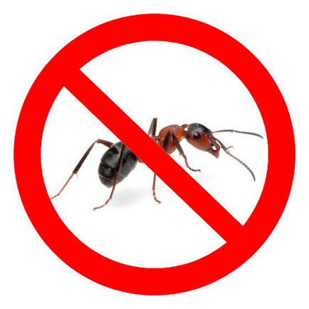 Otravă pentru furnici in casa decat un apartament este mai bine să veer