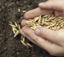 Ovăz ca îngrășământ verde înainte de iarnă, atunci când și ce să planteze, mai bine secară sau ovăz de semănat norme, utilizarea