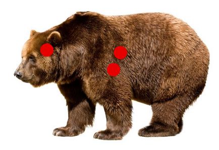 Brown de vânătoare urs