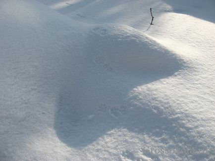 Vânătoarea de capcane nurca