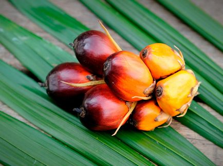 Uleiul de palmier este dăunătoare sau de ajutor