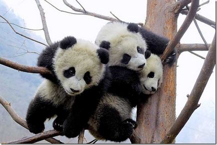 Panda - un copil ciudat al naturii
