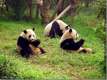 Panda - un copil ciudat al naturii