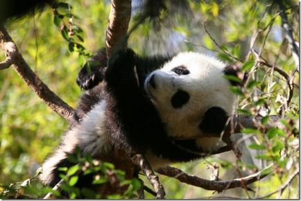 Panda - un copil ciudat al naturii