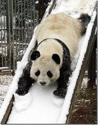 Panda - un copil ciudat al naturii