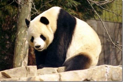 Panda - un copil ciudat al naturii