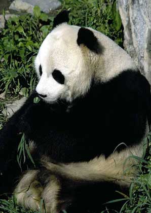 Pandas - aceasta