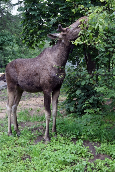 Parc de recreere Sokolniki fotografie, adresa intrarea principală este accesibil cu metroul