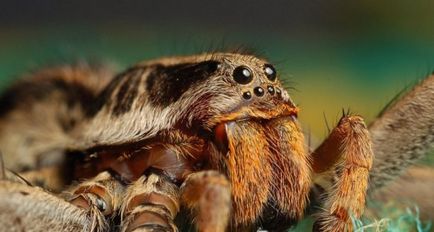 Păianjenii - forma dominantă a vieții